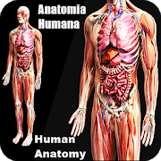 3d human anatomy online